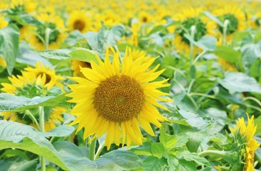 ひまわり　夏　元気　杤木