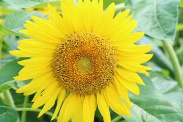 ひまわり　夏　元気　杤木