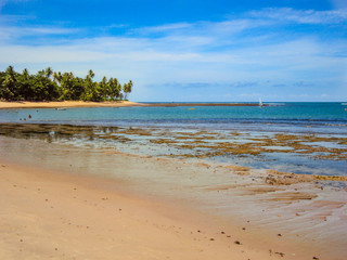 Praia tropical com seus corais e coqueiros, praia do Forte, estado da Bahia, Brasil 