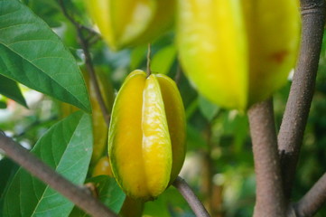 Carambola fruit