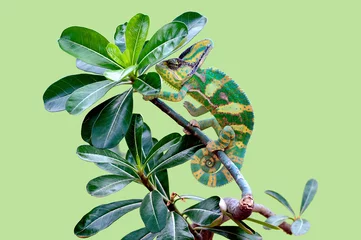 Fotobehang Kameleon Chameleon in the tree  © andri_priyadi