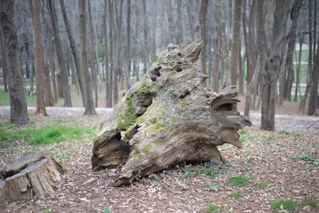 tree stump in the woods