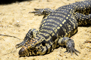 alligator