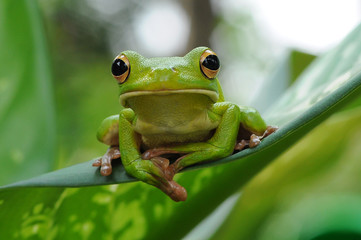 Naklejka premium Frog in Leaves