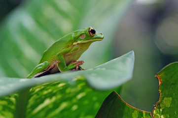 Frog in Leaves