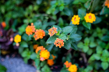 yellow flowers in the garden