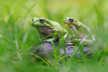 Frog in Leaves