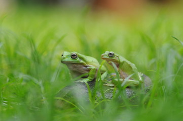 Frog in Leaves
