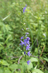 American bellflower at Morton Grove, Illinois' Miami Woods