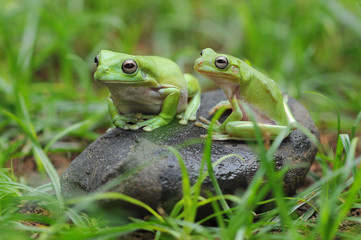 Frog in Leaves
