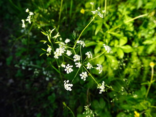 white small forest flowers