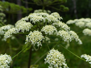 white small forest flowers