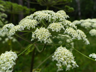 white small forest flowers