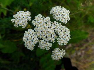 white small forest flowers