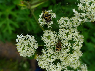 insects on white forest flowers