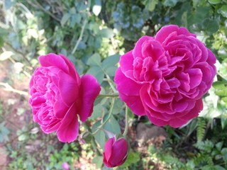 pink rose in the garden