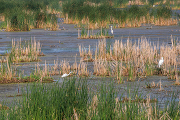 Egrets hunting in wetland