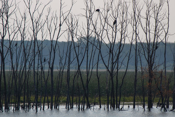 Double-crested cormorants in trees