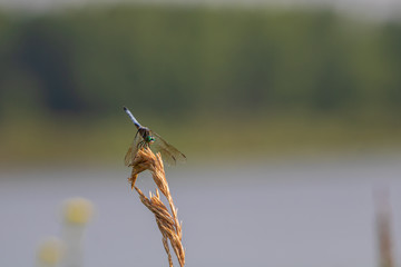 Dragonfly on tall grass