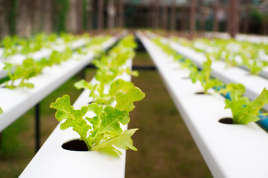 Green oak lettuce sprout growing on hydroponic system.