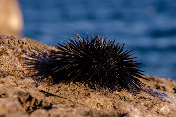 Sea Urchin