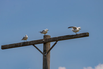 Gulls on pole