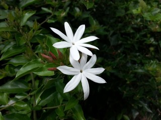 white flower