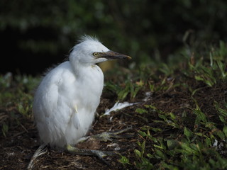 Newborn Snowy Egret in the Ground