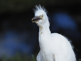 Newborn Snowy Egret in the Ground