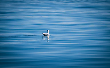 seagull in the sea