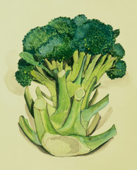 手描き　ブロッコリーの水彩画　