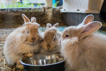 Adorable fluffy bunny rabbits eating out of same silver bowl at the country fair