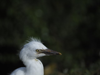 Newborn Snowy Egret in the Ground