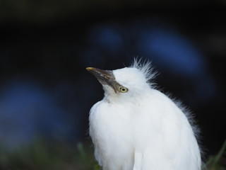 Newborn Snowy Egret in the Ground