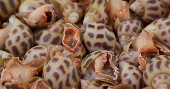 Cooked sea snail in rotation