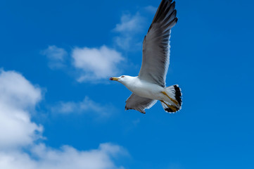 【資料画像うみねこ】堂々たる滑空、キーン