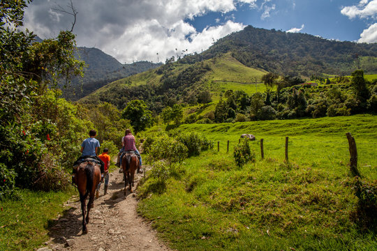 Randonn&eacute;e a cheval dans la vall&eacute;e de Cocora avec ses palmiers g&eacute;ant pr&eacute;s de Salento, Colombie