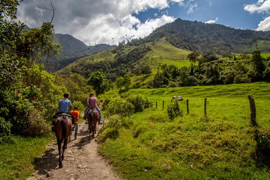 Randonnée a cheval dans la vallée de Cocora avec ses palmiers géant prés de Salento, Colombie