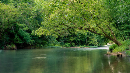 Tree Leaning Over Creek