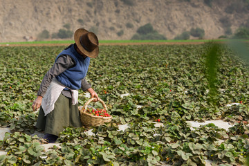 A woman harvesting strawfields in a field