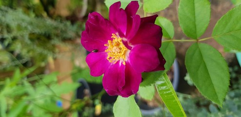 Fototapeta premium pink flower Rose