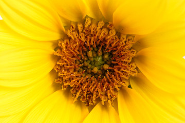 Yellow flower macro close up photo detail. Sunflower close-up details of the sunflower disk and the flower ray. Concept for summer, sun, sunshine and hot days.