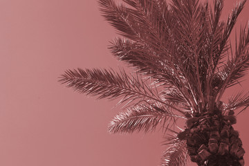 Beautiful Palm Tree against the Sky. Toned with main trendy Living Coral color. Copy Space for text