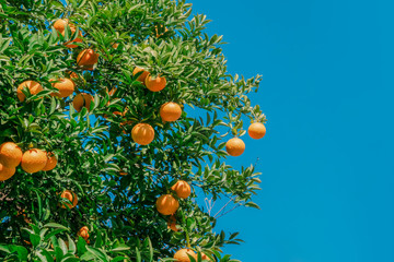 Fresh orange tree with blue sky and sun in the orange garden ready for harvest and sell in the...