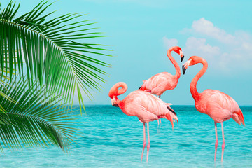 Fototapeta na wymiar Vintage and retro collage photo of flamingos standing in clear blue sea with sunny sky summer season with cloud and green coconut tree leaves in foreground.