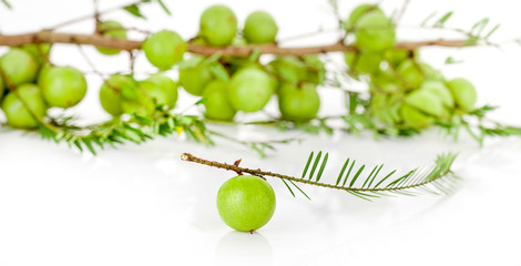 Indian Gooseberry on white background