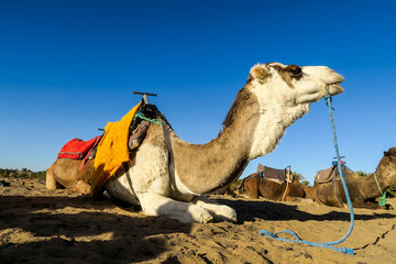 camel in the desert, photo as background