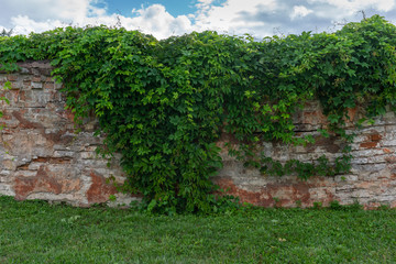 Old red brick brick wall with wild grapes