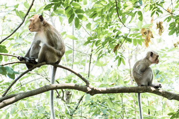 Two monkeys. Sitting back to back on a roof top and looking away. 