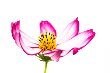 Naklejka premium Purple and pink wild flower Wild Cosmos Flower (Cosmos bipinnatus) blooming during Spring and Summer closeup macro details photo isolated in white background. Background for Mother day, Valentines.
